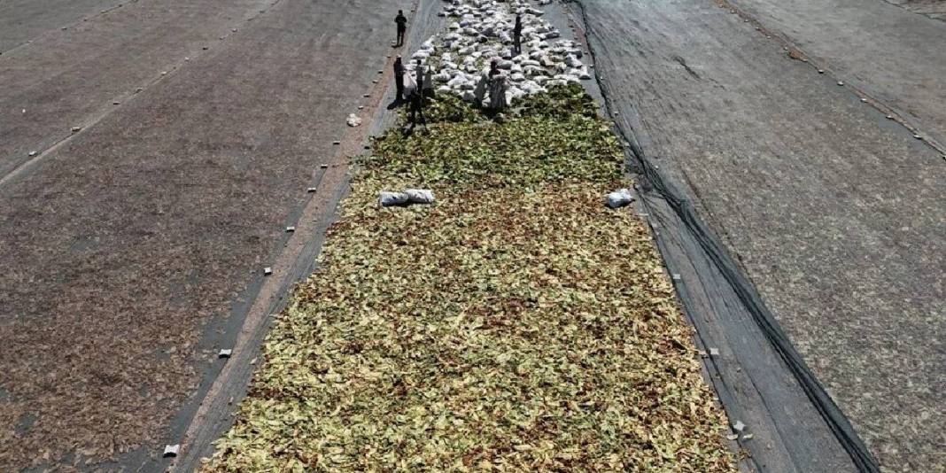 Havalar sıcak, hasat zorlayıcı! Her şeye rağmen ekmek mücadelesi sürüyor: Kilosu 165 TL’den veriliyor 2